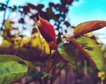 Close-up of red leaves on plant