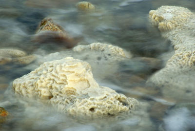 Close-up of sea shore