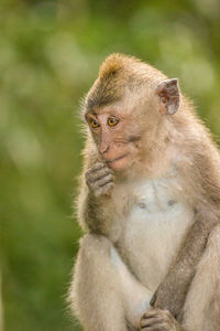 Close-up portrait of a cat