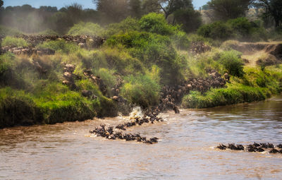 Scenic view of lake in forest