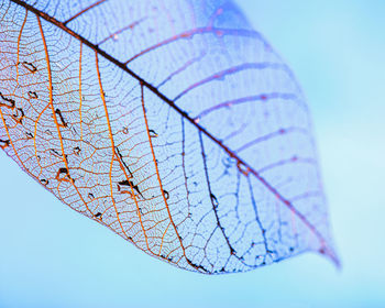 Close-up of leaf against blue sky
