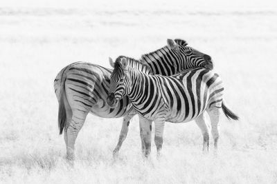 Zebras standing on field