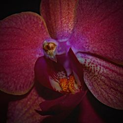 Close-up of purple flower