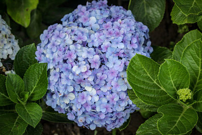 Close-up of purple hydrangea flowers