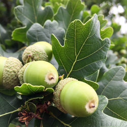 Close-up of acorns