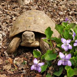 Close-up of a tortoise on flowering plant