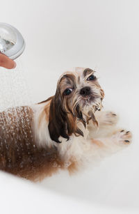 Close-up of person hands bathing dog