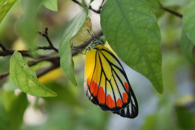 Close-up of butterfly on leaf