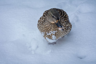 Close-up of a bird on snow covered land