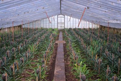 Plants growing in greenhouse