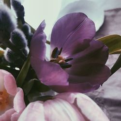 Close-up of pink flowers blooming outdoors