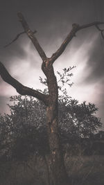 Low angle view of bare tree against sky
