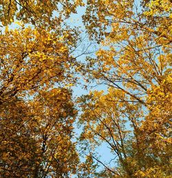 Low angle view of trees