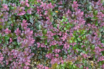 Full frame shot of pink flowering plants