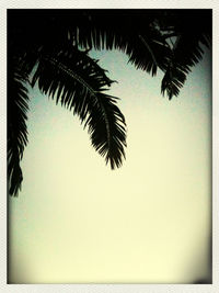 palm tree