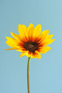 Close-up of yellow flower against blue background