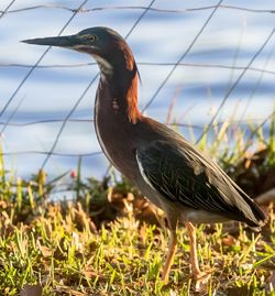 Close-up of bird perching against sky