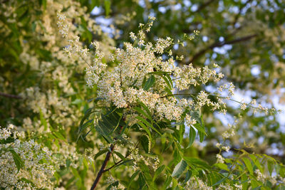 Medicinal ayurvedic azadirachta indica or neem leaves and flowers