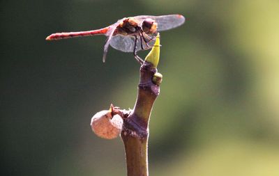 Close-up of insect on flower