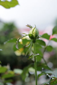 Close-up of green plant