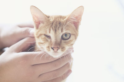 Portrait of woman holding cat against white background