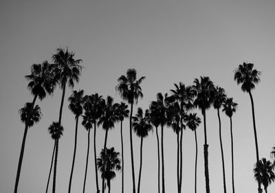 Low angle view of palm trees against sky