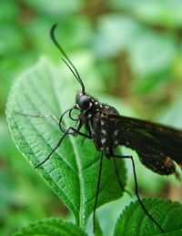 Close-up of insect on leaf