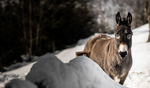 Donkey standing on snow during winter