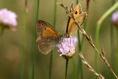 Close-up of butterfly pollinating on flower