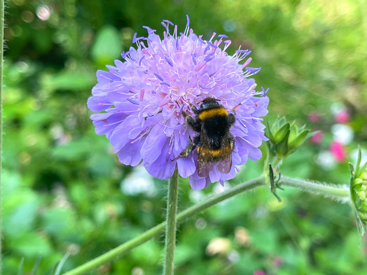 CLOSE-UP OF BEE POLLINATING FLOWER