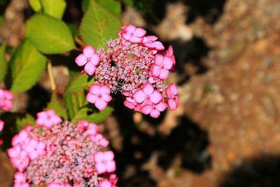 Close-up of pink flowers