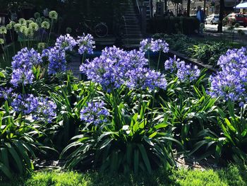 Purple flowers blooming in park