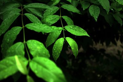 Close-up of raindrops on leaves