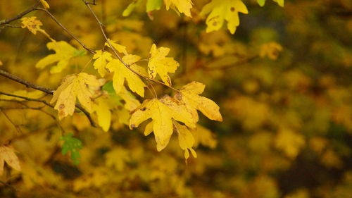 Close-up of yellow flower tree