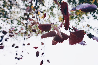 Close-up of branches against blurred background