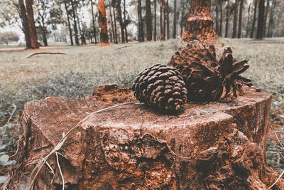 Close-up of pine cone on tree
