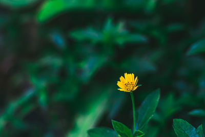 Close-up of yellow flowering plant