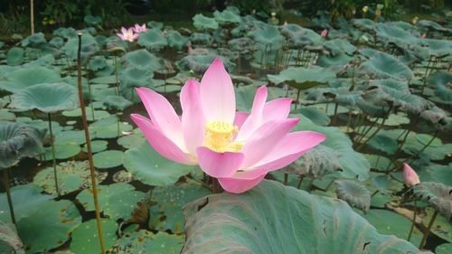 Close-up of pink lotus water lily in pond