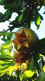 Close-up of leaves on tree