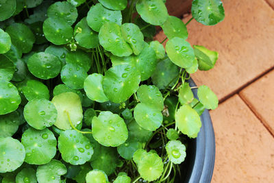 High angle view of raindrops on green leaves