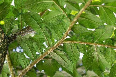 Close-up of fresh green plant