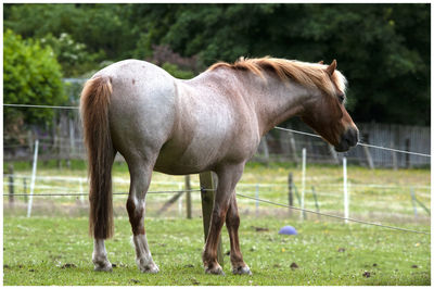 Horse standing in a field