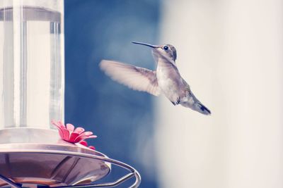 Hummingbird flying near bird feeder
