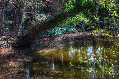 Scenic view of lake in forest