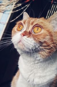 Close-up of a cat looking away