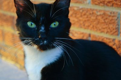 Close-up portrait of black cat against brick wall