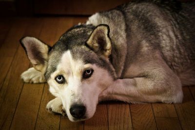 Portrait of a dog resting on floor