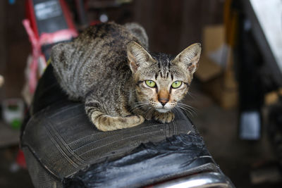 Close-up portrait of tabby cat