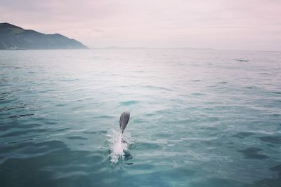 Dolphin swimming in sea against sky