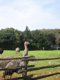 View of a sheep on field